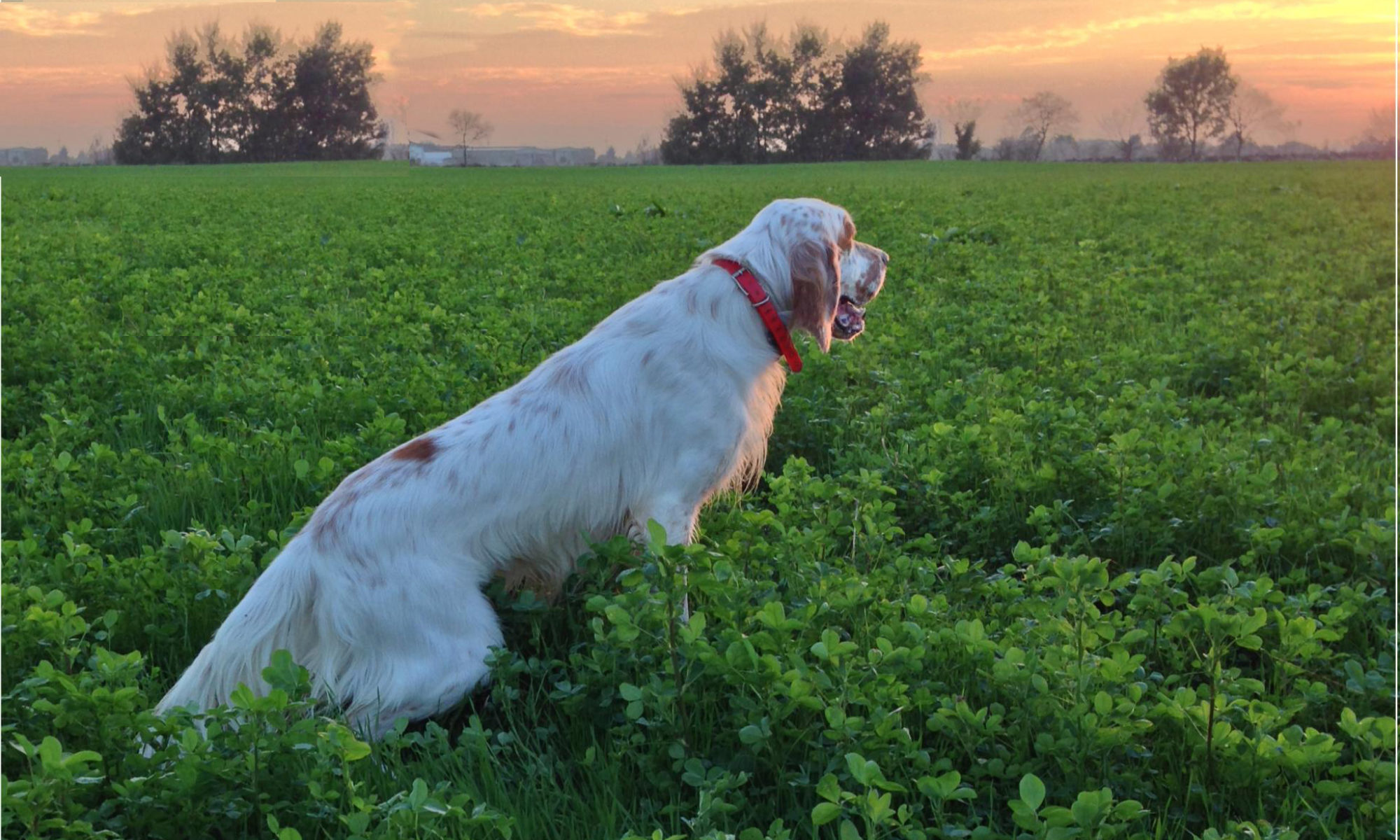 cropped-EberWP.jpg – I setter inglesi della Bassana